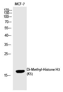 Anti-Di-methyl-HIST1H3A (Lys5) Polyclonal Antibody