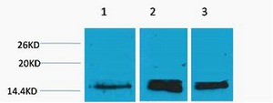 Anti-Mono-methyl-HIST1H3A (Lys36) Polyclonal Antibody