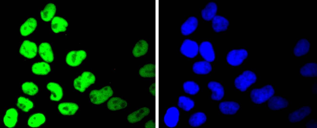 Anti-HDAC2 Antibody (5E9)