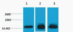 Anti-Mono-methyl-HIST1H3A (Lys4) Polyclonal Antibody 2