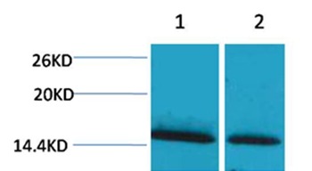 Anti-Mono-methyl-Histone H1 (Lys25) Polyclonal Antibody