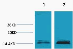 Anti-Mono-methyl-HIST1H3A (Lys18) Polyclonal Antibody