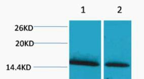 Anti-Mono-methyl-HIST1H1A (Lys25) Polyclonal Antibody