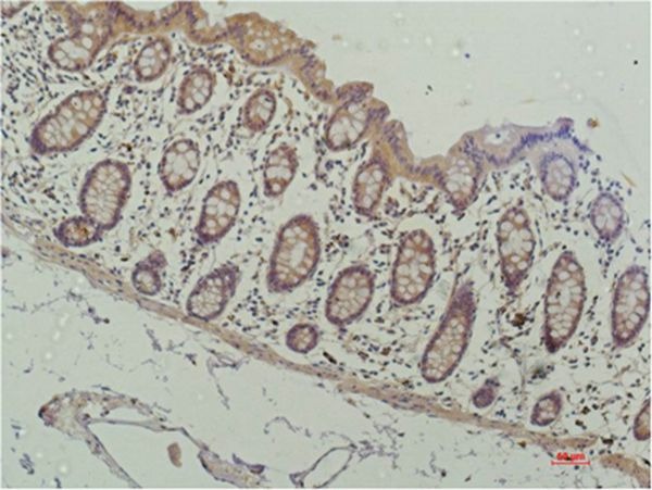 Anti-HDAC1 Antibody (6F688)