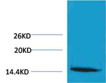 Anti-Tri-methyl-Histone H1 (Lys25) Polyclonal Antibody
