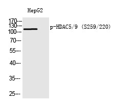 Anti-Phospho-HDAC5/9 (Ser259/220) Polyclonal Antibody