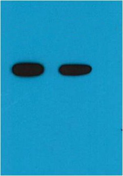 Anti-His Tag Antibody (3H808)