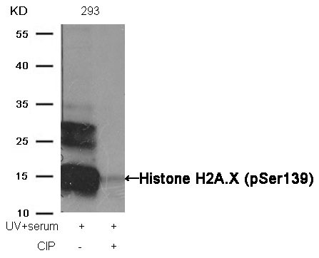 Anti-Phospho-H2AFX (Ser139) Polyclonal Antibody 2