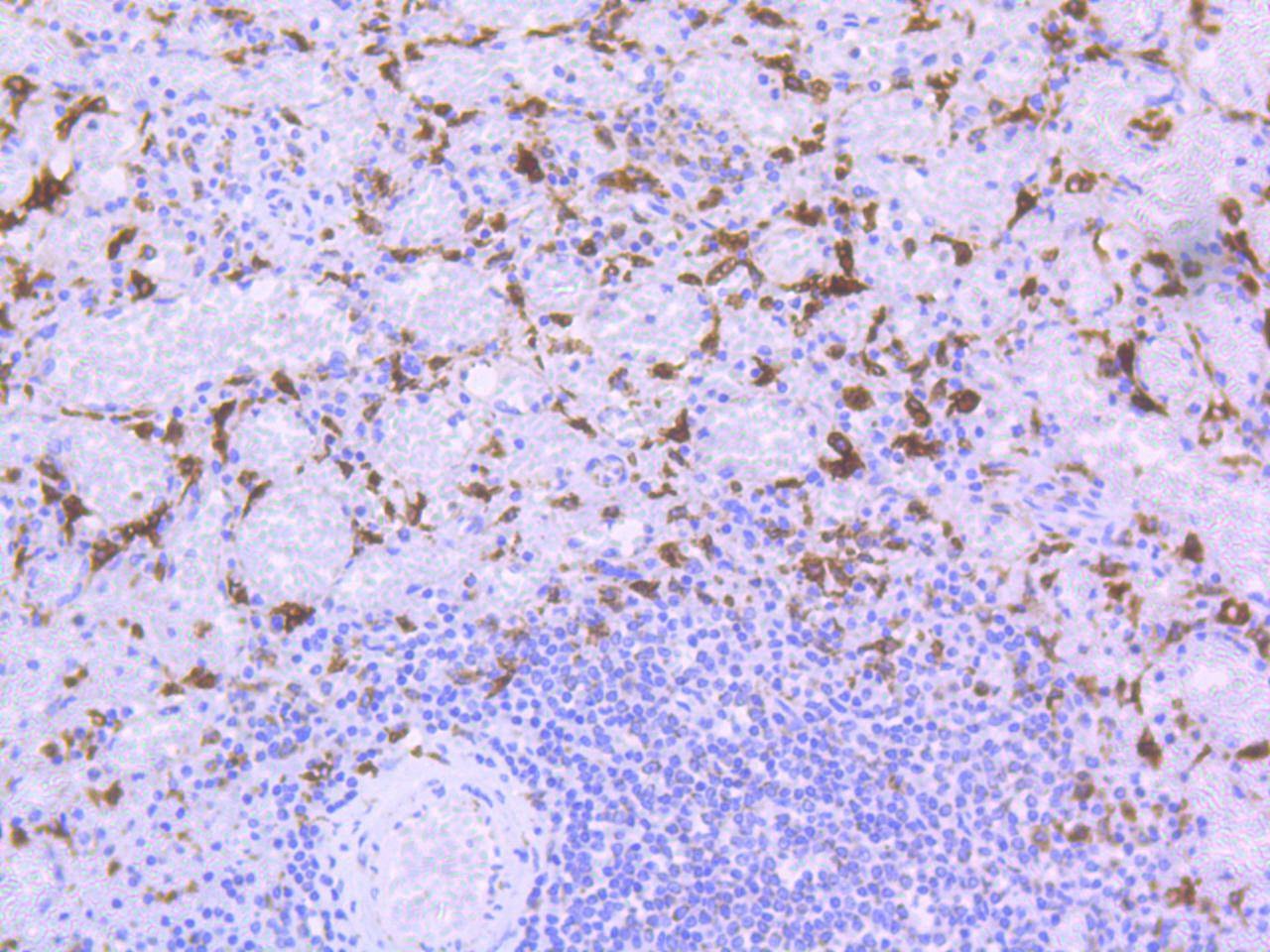 Anti-HMOX1 Antibody (2F853)