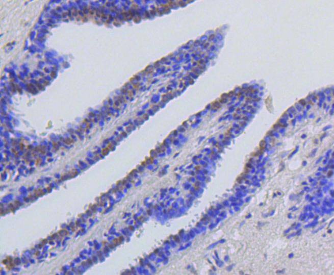 Anti-Acetyl-Histone H2A type 1-B/E (Lys9) Antibody (1M336)