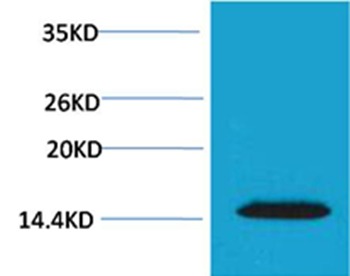 Anti-Phospho-H2AFX (Thr120) Polyclonal Antibody