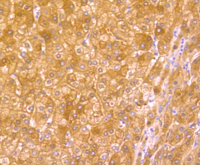 Anti-Hemopexin Antibody (2V675)