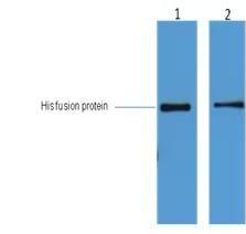 Anti-His Tag Antibody (6Y42)