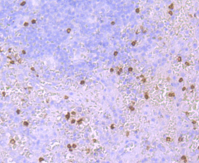 Anti-Hemoglobin subunit gamma-1/HBG1 Antibody (7L271)