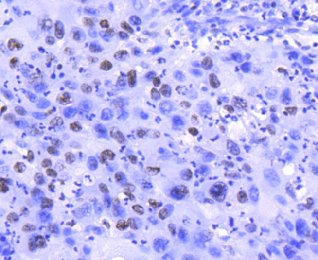 Anti-Histone H2A.Z Antibody (8L132)