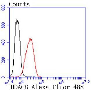 Anti-HDAC8 Antibody (4E776)