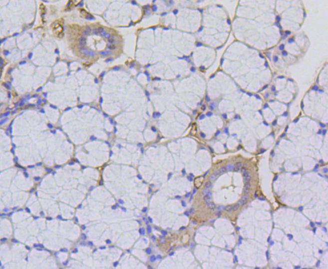 Anti-Acetyl-Histone H2A type 1-B/E (Lys9) Antibody (1M336)