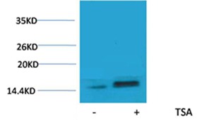 Anti-Acetyl-H2A.Z (Lys7) Polyclonal Antibody