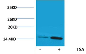 Anti-Acetyl-H2A.1 (Lys9) Polyclonal Antibody