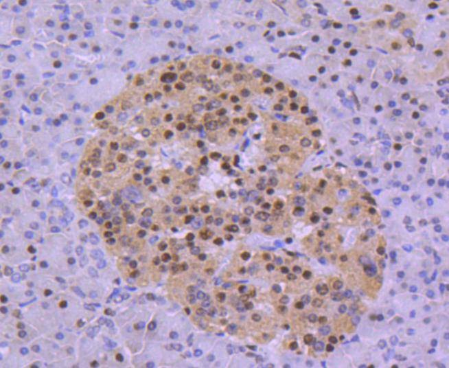 Anti-HDAC8 Antibody (6A120)
