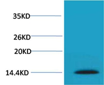 Anti-Phospho-H2AFX (Ser139) Polyclonal Antibody 3