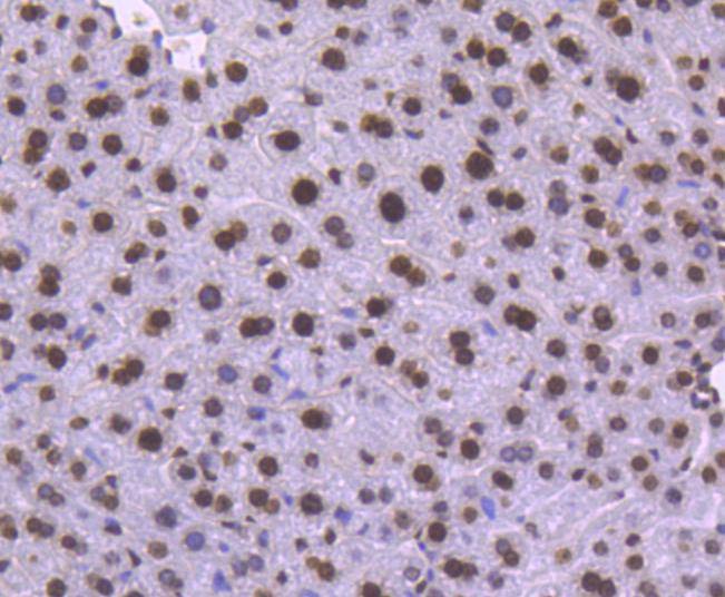 Anti-Histone H1.0 Antibody (8A133)