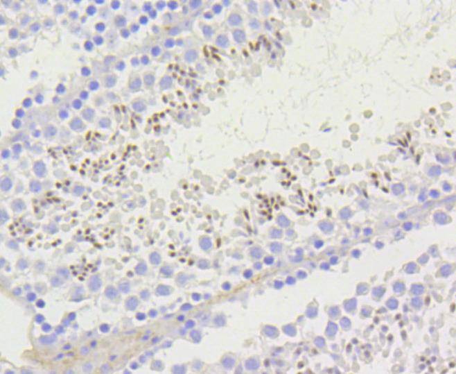 Anti-Acetyl-Histone H2A type 1-B/E (Lys9) Antibody (1M336)
