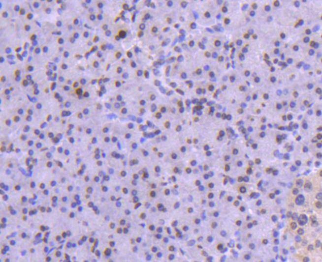 Anti-Histone H1.0 Antibody (8A133)
