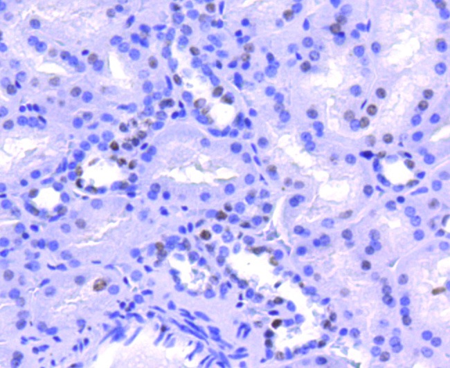 Anti-Histone H2A.Z Antibody (8L132)
