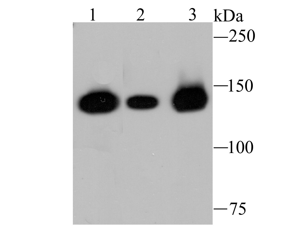 Anti-HDAC9 Antibody (3X420)