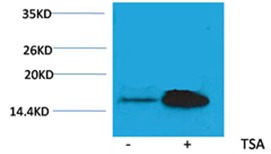 Anti-Acetyl-H2A.1 (Lys5) Polyclonal Antibody