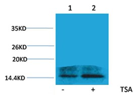 Anti-Acetyl-H2A.Z (Lys4) Polyclonal Antibody