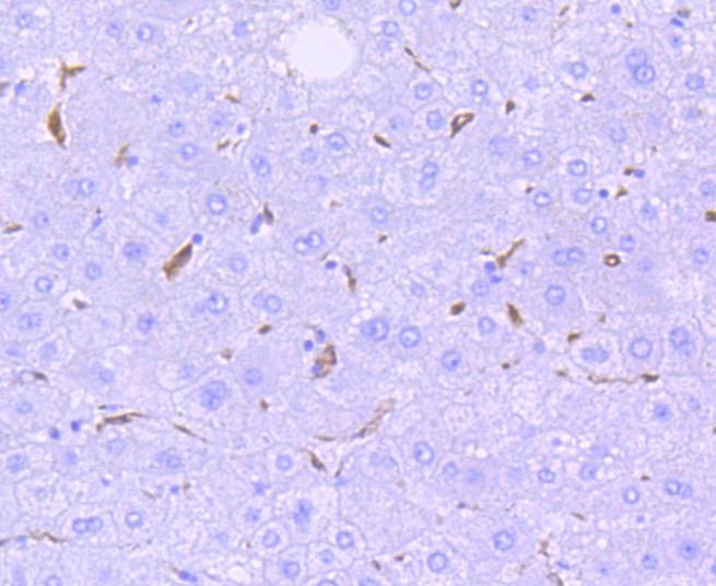 Anti-HMOX1 Antibody (2F853)