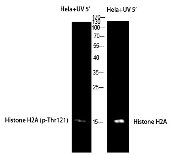 Anti-Phospho-H2A.1 (Thr121) Polyclonal Antibody