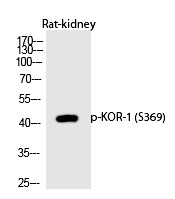 Anti-Phospho-KOR-1 (Ser369) Polyclonal Antibody