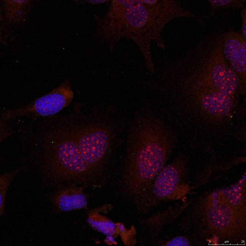 Anti-Phospho-JUNB (Ser79) Polyclonal Antibody