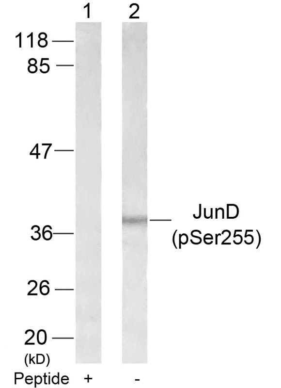 Anti-Phospho-JunD (Ser255) Polyclonal Antibody