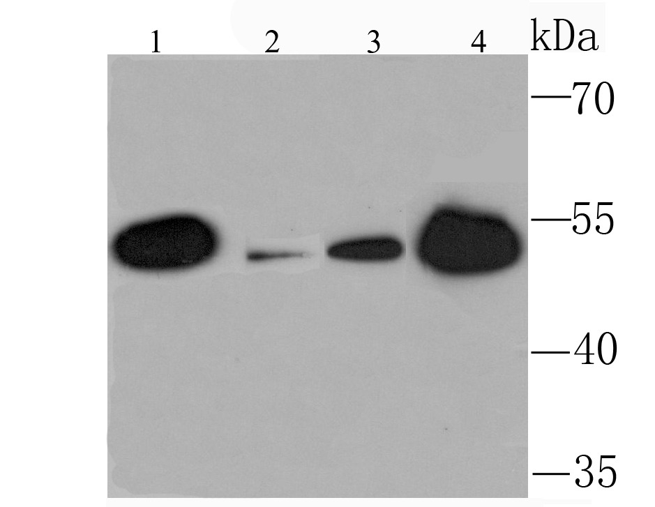 Anti-KMT5A/SETD8/PR-Set7 Antibody (7F234)