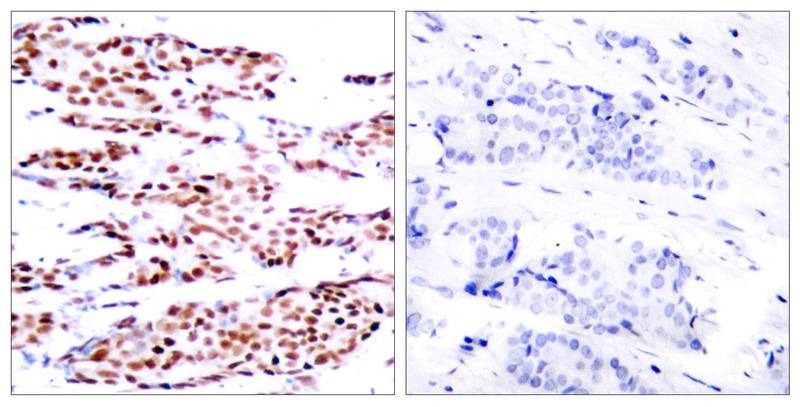 Anti-Phospho-JUNB (Ser79) Polyclonal Antibody