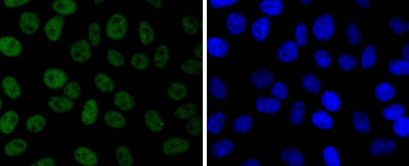 Anti-JunD Antibody (7C607)