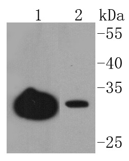 Anti-Junctional Adhesion Molecule 1 Antibody (7I445)