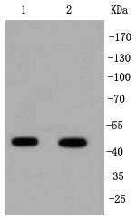 Anti-IRF1 Antibody (2Q473)