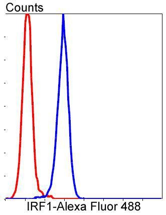 Anti-IRF1 Antibody (2Q473)