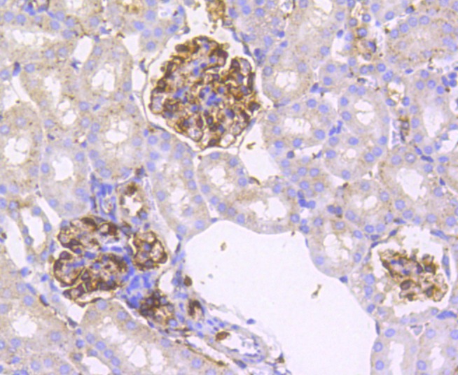 Anti-IRF7 Antibody (8B964)