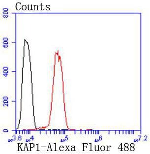 Anti-KAP1 Antibody (4I621)