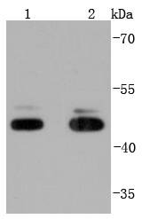 Anti-JNK1/3 Antibody (3A456)