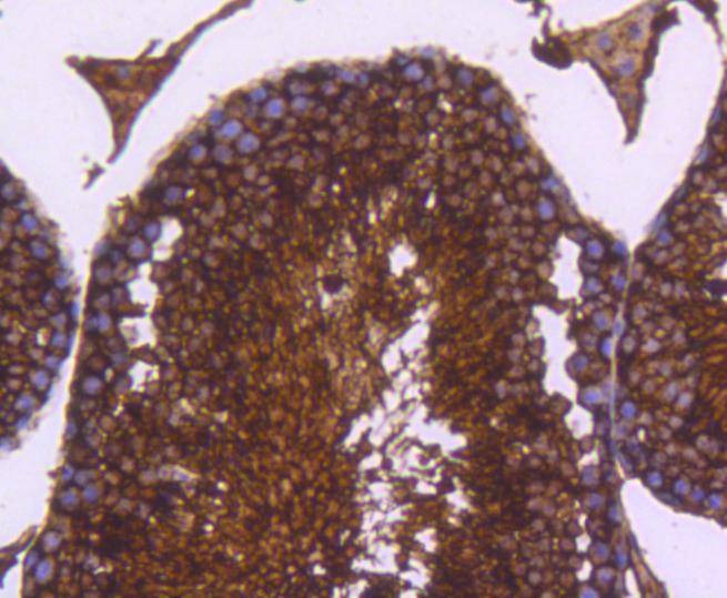Anti-LDHA Antibody (4K270)