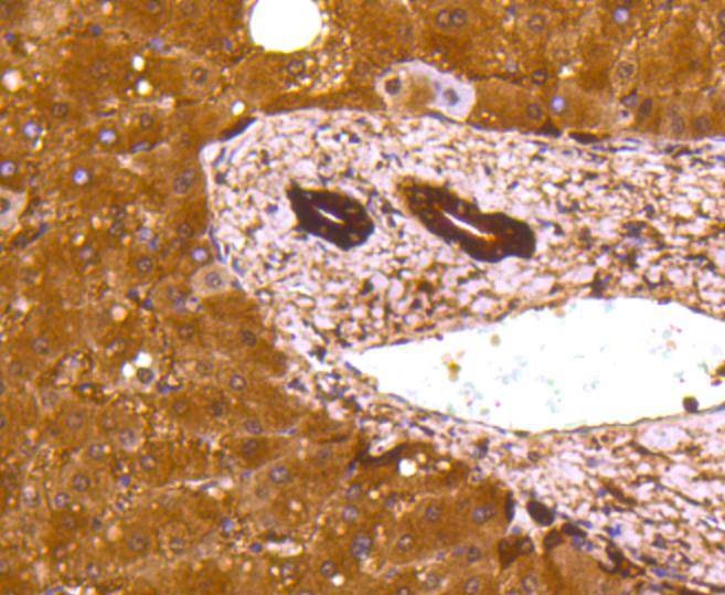 Anti-LDHA Antibody (4K270)