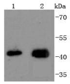 Anti-JUNB Antibody (9J695)