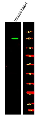 Anti-Phospho-Kinesin-like Protein KIF1C (Ser1092) Polyclonal Antibody